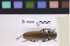 Foto (Dorsalansicht) von Athous mandibularis (Dufour, 1843) (NHMW-ZOO-COL-0007803)